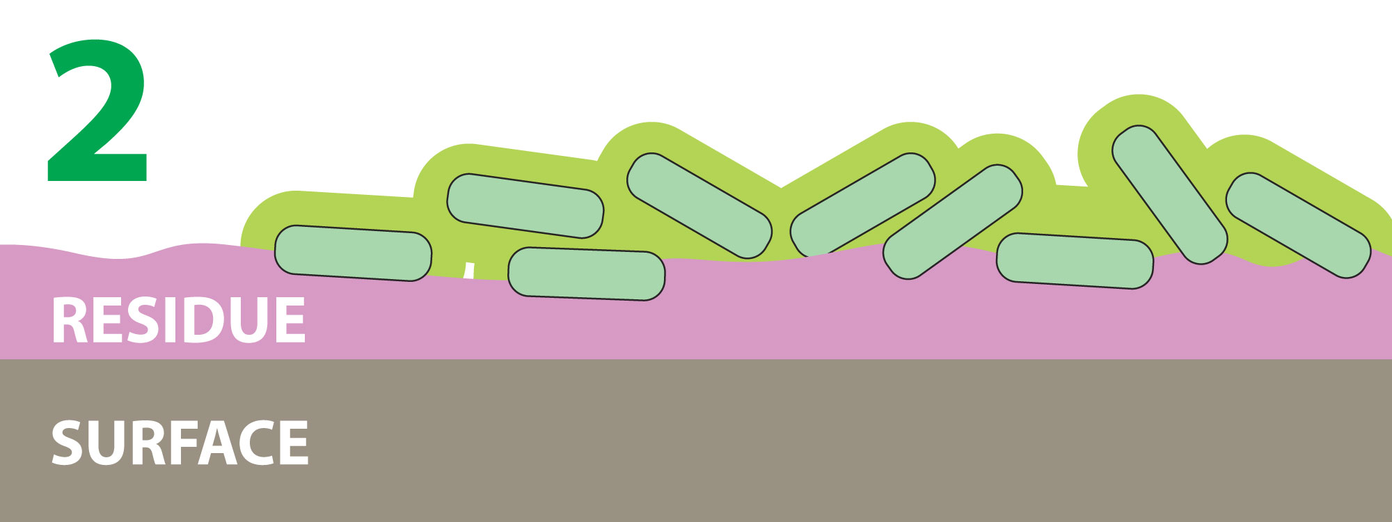 Bacteria attach to a surface via sugary substance (EPS). The EPS coats the bacteria and attaches it to other cells and other substances. Cells can share genetic material and have an organized structure.